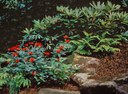 Bee Balm and Boulders