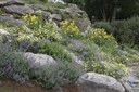 Rocks-and-flowers-67.jpg