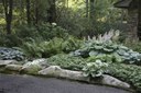 Hostas, ferns and pachysandra